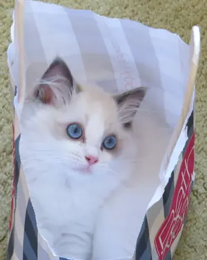 Shopping Kitteh 2 Crop.webp