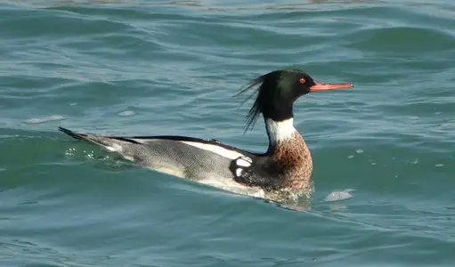 merganser-r-b-22_01307.webp