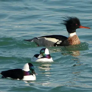 bufflehead-merganser22_01223.webp
