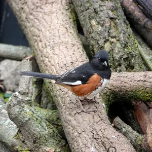 rufous-sided-towhee22_03579.jpg