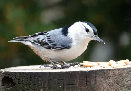 wb-nuthatch25_01975.webp